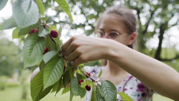 十几岁的女孩在果园里捡樱桃