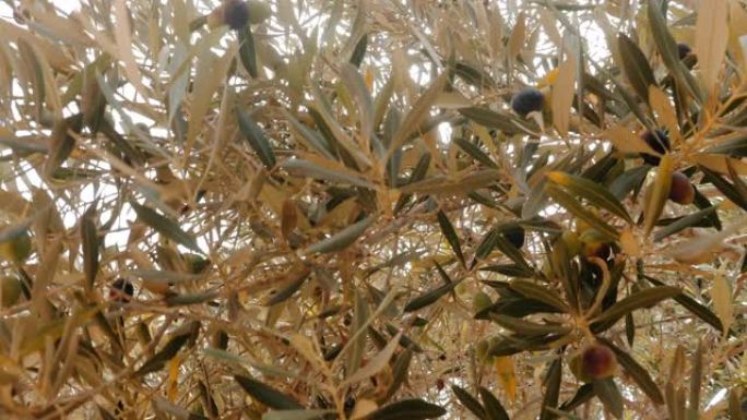 橄榄树 (Olea europaea)，树枝在风中摇曳着黑色和绿色的橄榄果实，在慢动作中，阳光透过树