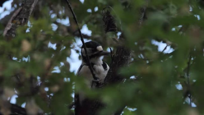 大斑啄木鸟 (Dendrocopos major)，俄罗斯