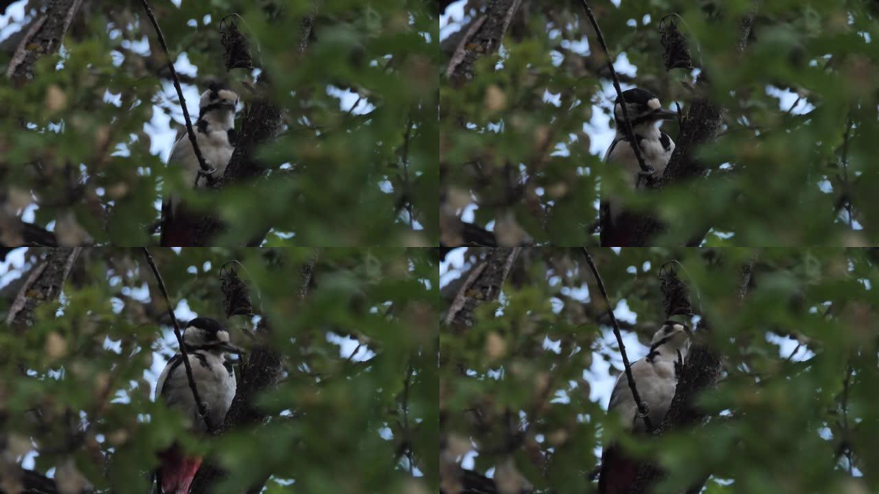 大斑啄木鸟 (Dendrocopos major)，俄罗斯