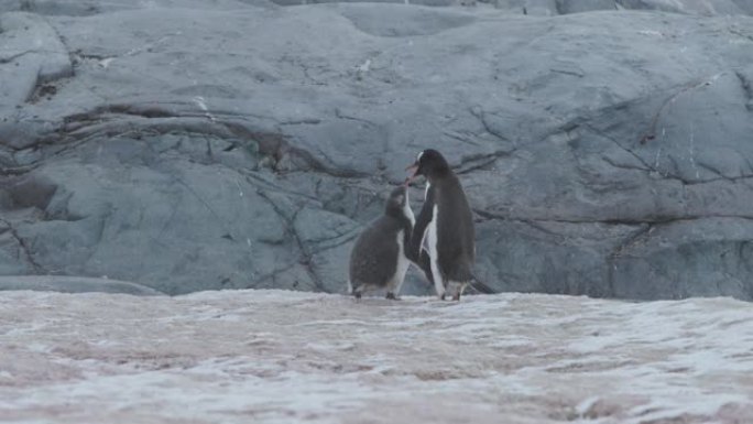 南极洲-Gentoo企鹅 (Pygoscelis Papua) 喂养别致