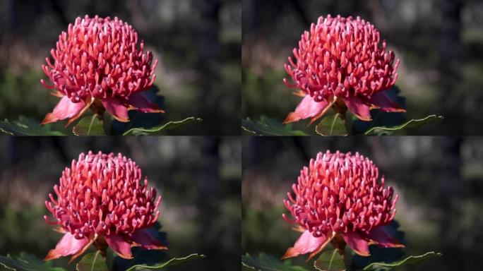 新南威尔士州waratah flower特写