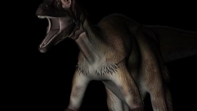 Utahraptor恐龙在黑色背景上旋转，身体细节