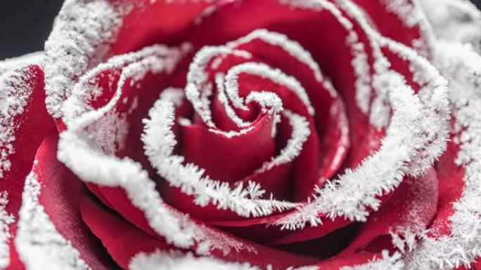 玫瑰冻结的时间流逝，冰晶在寒冷的玫瑰上生长