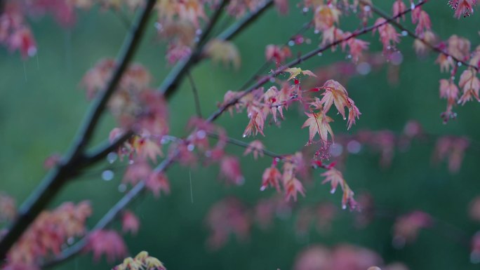 雨中红叶 红枫 下雨天