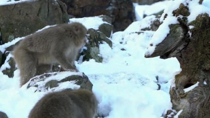 慢动作野生猴子在寒冷的冰雪中。猕猴冬季日本