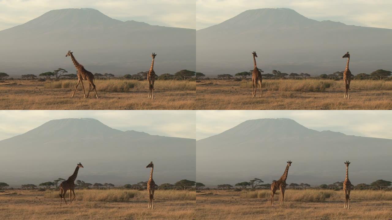 非洲最高峰乞力马扎罗山下的长颈鹿