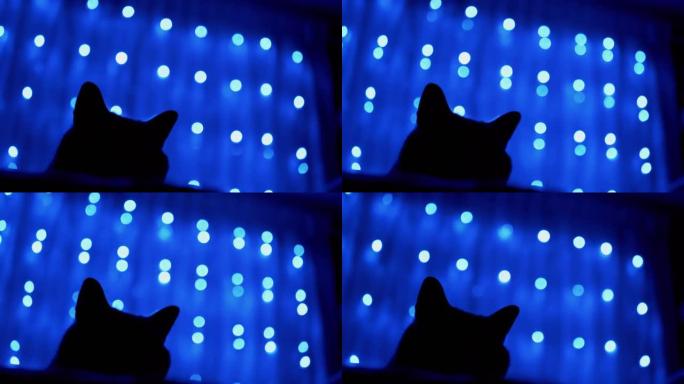 猫在圣诞节花环闪烁的霓虹灯背景上的剪影