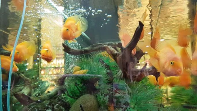 在室内水族馆中动态游动大黄鱼