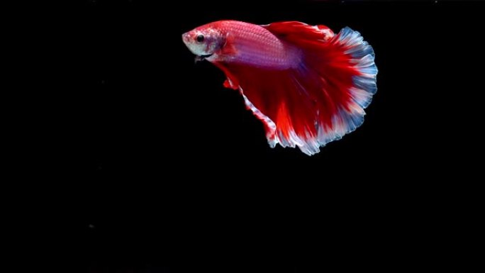 暹罗斗鱼 (Betta splendens)