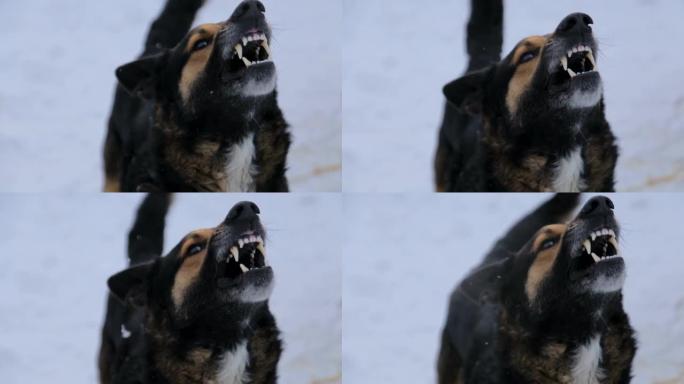 外面狂吠着一条愤怒的狗。这只狗看起来很有攻击性，很危险。愤怒的狗