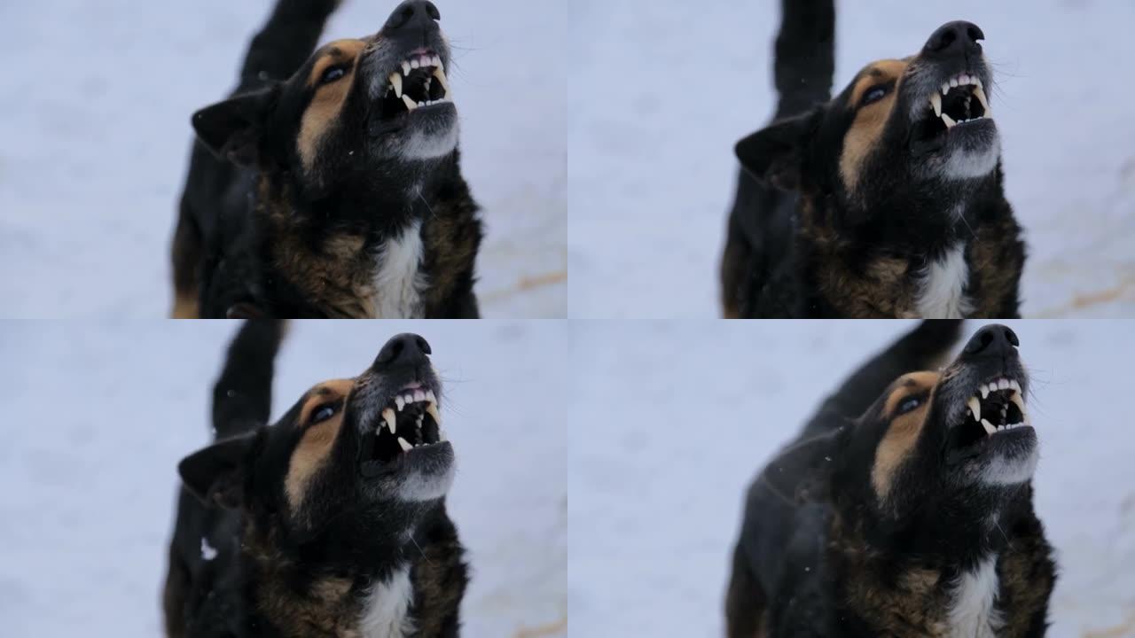 外面狂吠着一条愤怒的狗。这只狗看起来很有攻击性，很危险。愤怒的狗