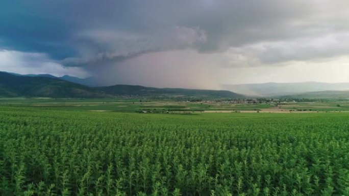 闪电击中天空。从向日葵田上的大暴云中鸟瞰雷鸣。雷雨越来越近了。