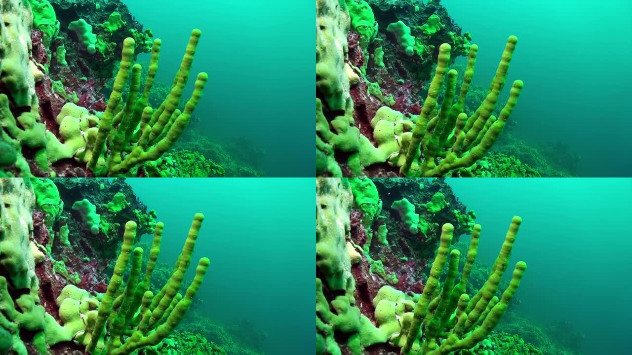 贝加尔湖水下的Porifera海海绵lubomirskidae和Spongillidae。