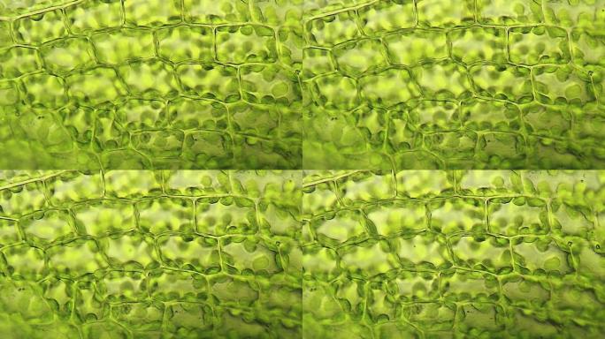 苔藓叶细胞，显微观察