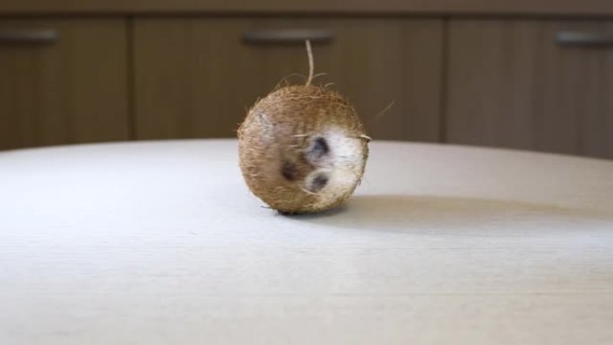 成熟的整个旋转椰子在桌子的表面上。