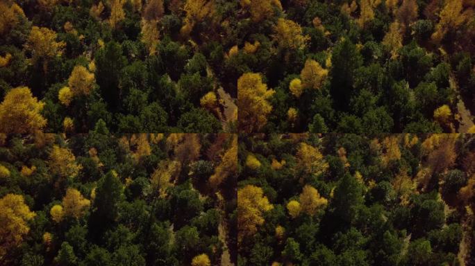 空旷 壮观 枯叶 自然 秋高气爽大好河山