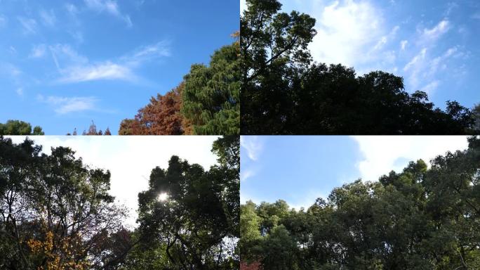 在阳光明媚的秋日，彩色树木的低角度视角，蓝天背景，旋转拍摄，4k b卷循环镜头，秋季概念。