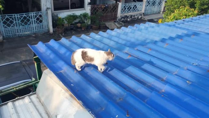曼克斯猫在屋顶上缓慢行走