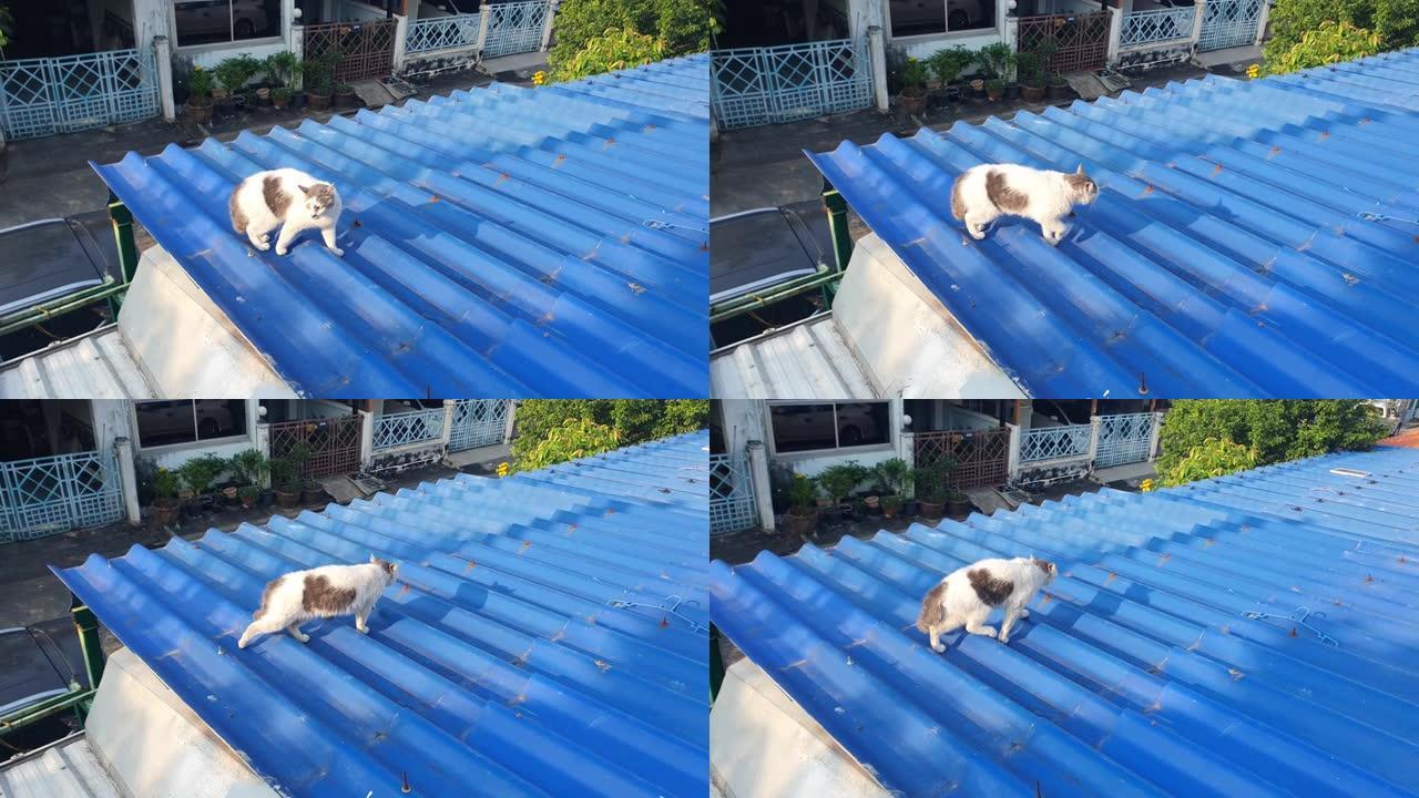 曼克斯猫在屋顶上缓慢行走