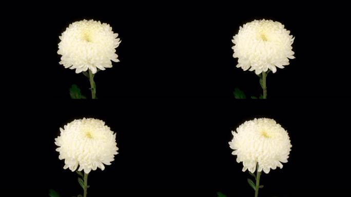 美丽的白菊花开黑色背景盛开慢动作
