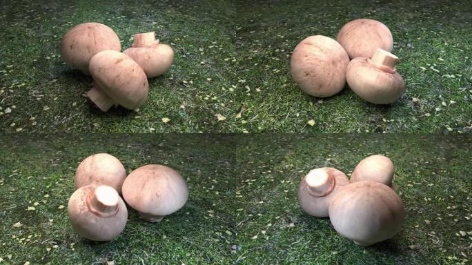 室外苔藓表面的蘑菇