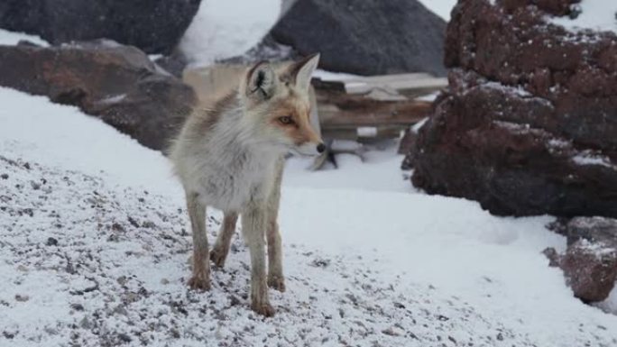 傍晚，红野狐穿过积雪覆盖的山区避难所或北极站。野生动物和人类会议的概念