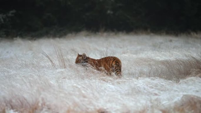 西伯利亚虎 (Panthera tigris altaica) 在积雪覆盖的田野上奔跑