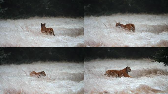 西伯利亚虎 (Panthera tigris altaica) 在积雪覆盖的田野上奔跑