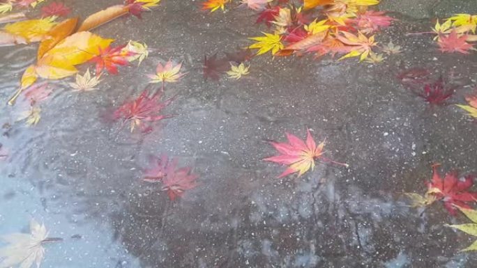 4k近距离观察下雨的水滴在红砖地板表面产生涟漪，红枫叶漂浮在水面上