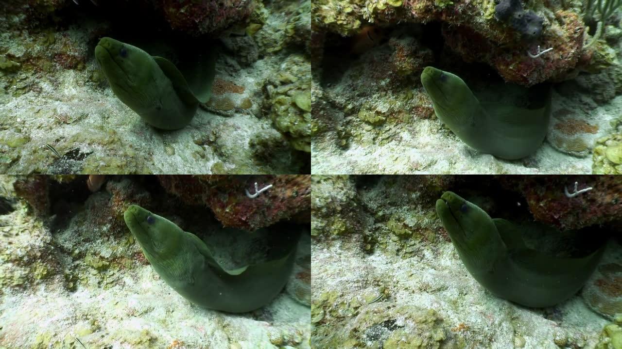 海洋水下的大西洋海鳗鱼。
