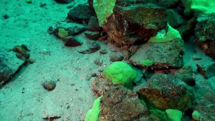独特的特有甲壳类小龙虾Acanthogammarus水下贝加尔湖。