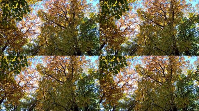 从五颜六色的橡树树冠上飞落的秋叶夹