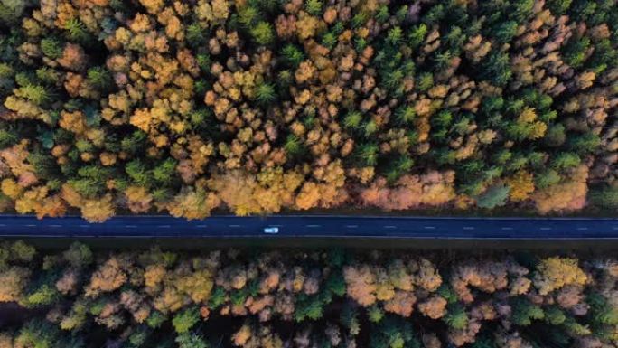 在五颜六色的乡村秋林中，汽车在直路上的空中俯视图。秋天与汽车一起在森林的道路上方鸟瞰图。秋天橙色、绿