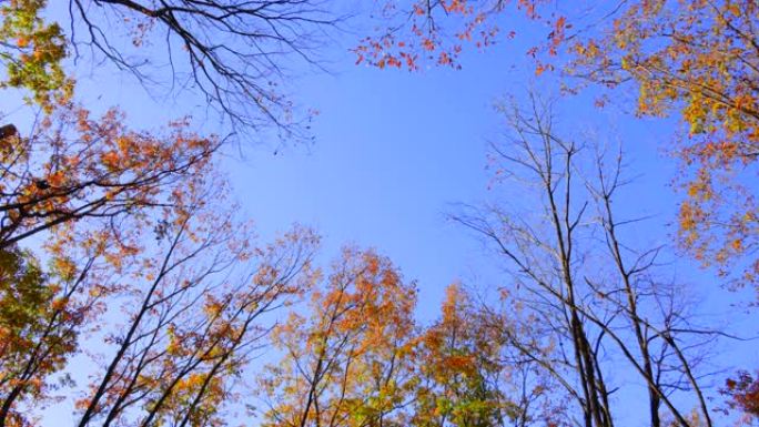 蓝天和秋树仰拍唯美楸树