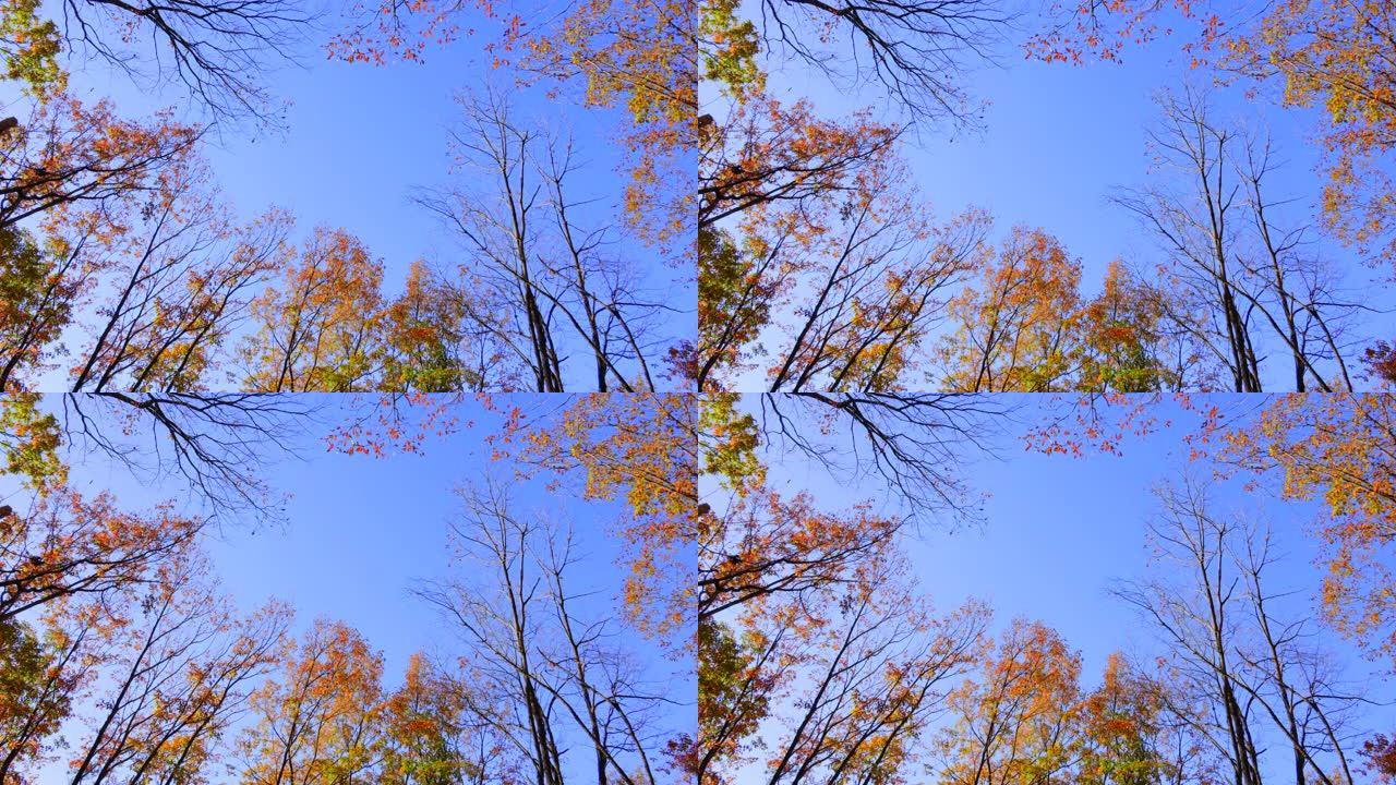 蓝天和秋树仰拍唯美楸树