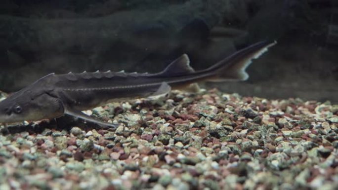 俄罗斯鲟鱼的电影水下照片学名: Acipenser gueldenstaedtii - Type: 
