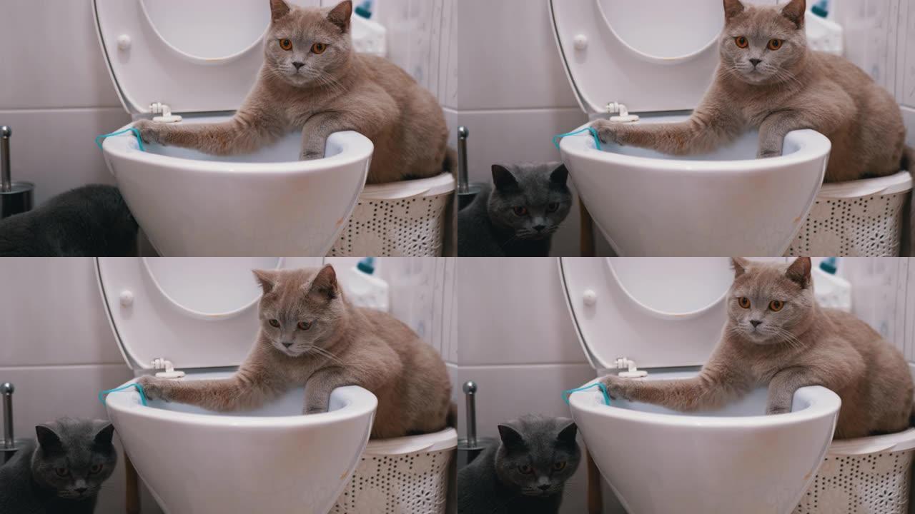 两只英国猫正在探索厕所。一只猫坐在马桶上，第二只猫