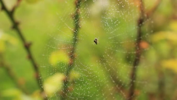 水滴蜘蛛网
