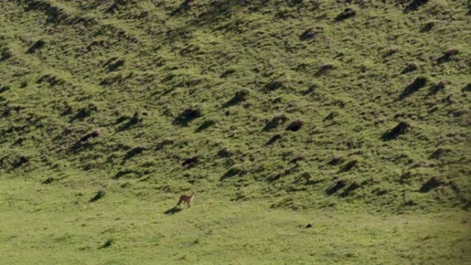 英国多塞特郡绿野的红狐