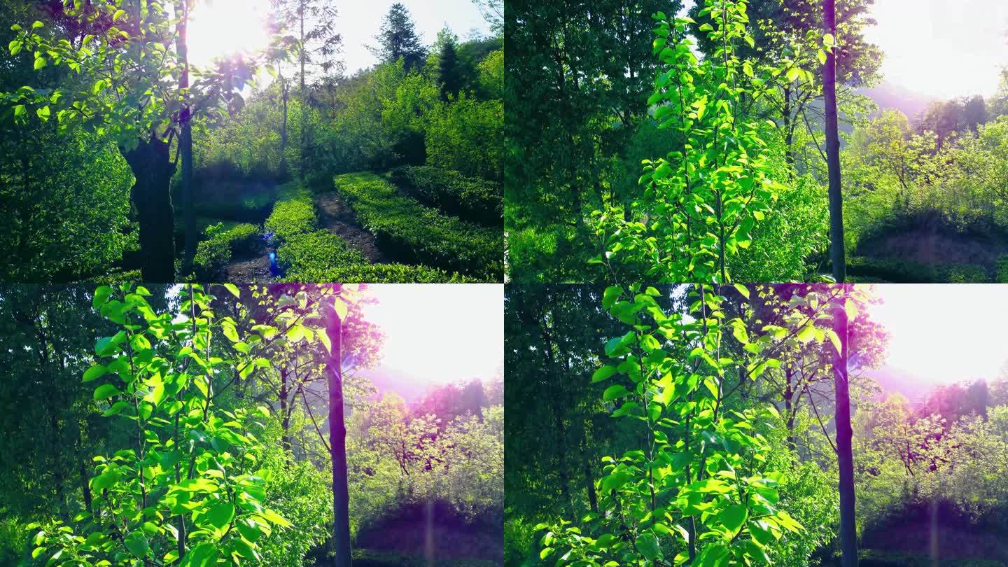 枯树逢春阳光绿叶