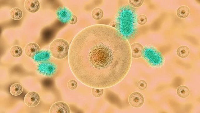 病原微生物感染细胞过程的3D动画。
