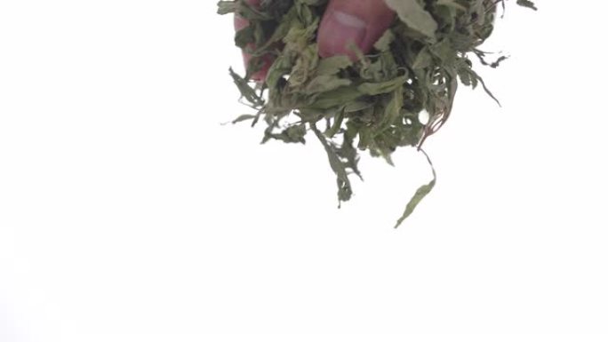 干燥的甜叶菊叶在白色背景下以4k慢动作从手中落下。自制烹饪的特写