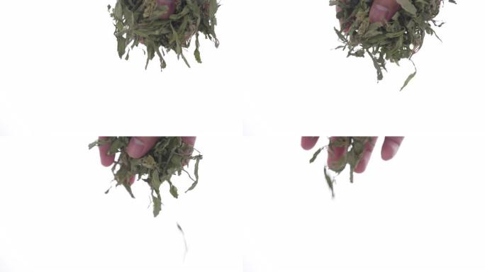 干燥的甜叶菊叶在白色背景下以4k慢动作从手中落下。自制烹饪的特写
