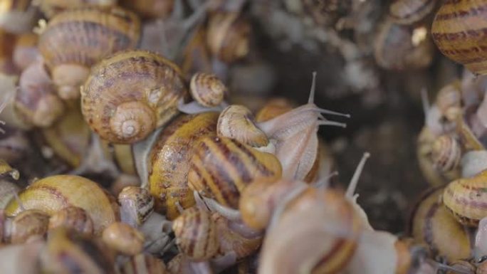 食用蜗牛的工业化养殖。蜗牛特写。农场里的蜗牛特写。