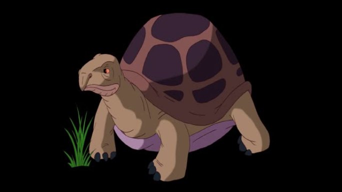 大型棕色象龟吃草阿尔法伴侣