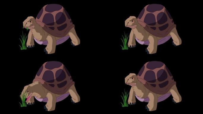 大型棕色象龟吃草阿尔法伴侣
