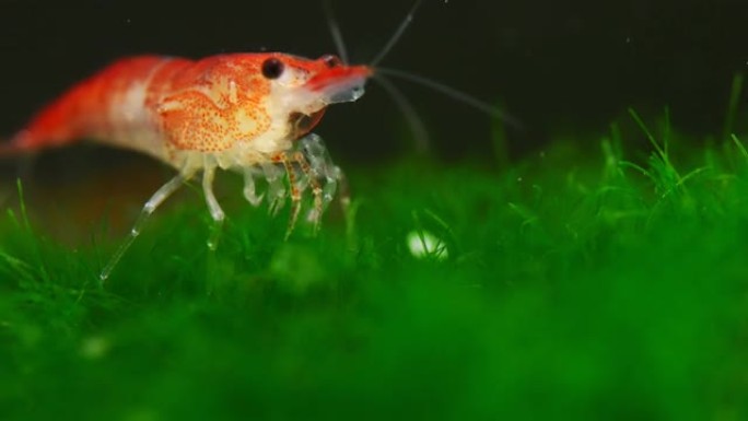 淡水水族馆里的虾。新鱼虾或日利虾。