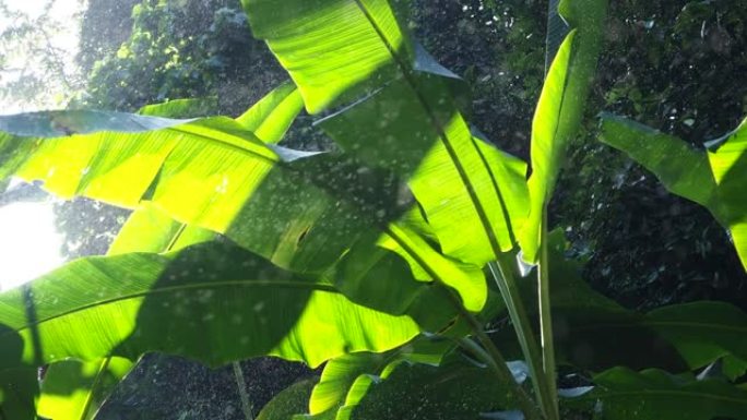 阳光雨露的雨林中的香蕉叶