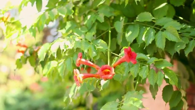 有鲜红橙色花朵的热带树。尖头花
